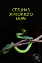 Спецназ животного мира / Animal Special Forces (2018) WEB-DL