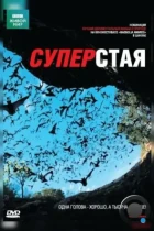 BBC: Суперстая / SuperSwarm: Nature's Incredible Invasions (2009) BDRip