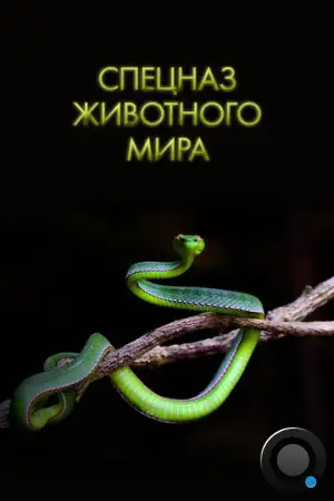 Спецназ животного мира / Animal Special Forces (2018)