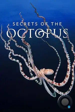 Тайны осьминога / Secrets of the Octopus (2024)